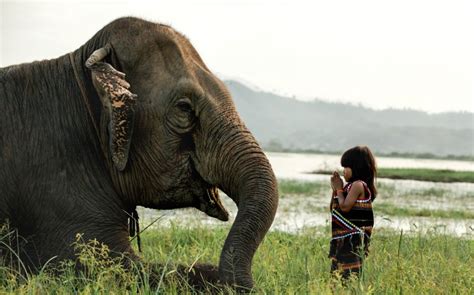 The Elephant Whisperer Meet The Young Girl Who Has A Jumbo Sized Pet