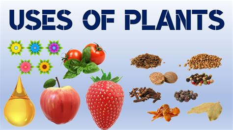 Uses Of Plants For Kids Importance Of Plants Aatoons Kids