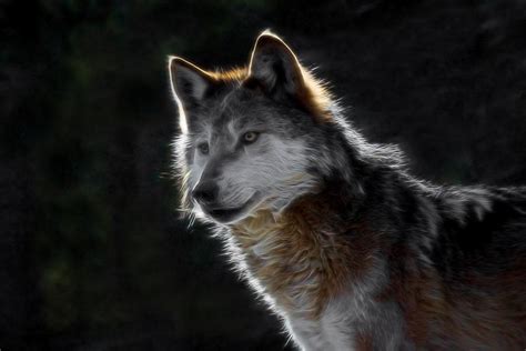 A Wolf Digital Art Digital Art By Ernie Echols Fine Art America