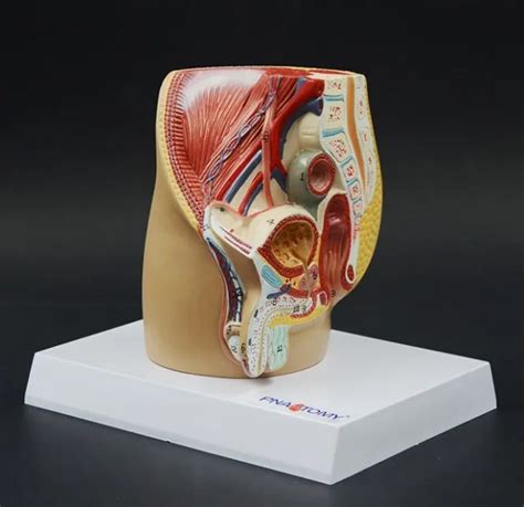 1 2 Size Male Pelvic Prostate Urogenital System Testis Section Anatomical Model 63 00 Picclick