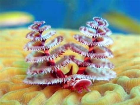 The Coolest Underwater Animals The 15 Most Unusual Sea Creatures
