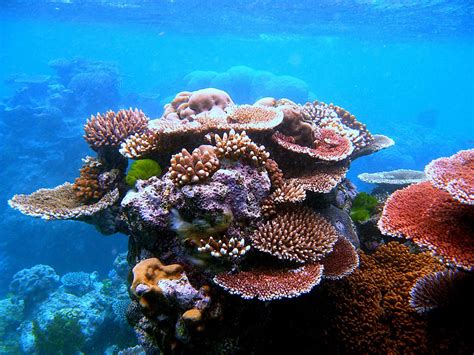 With few corals surviving, they. Coral reef protection - Wikipedia