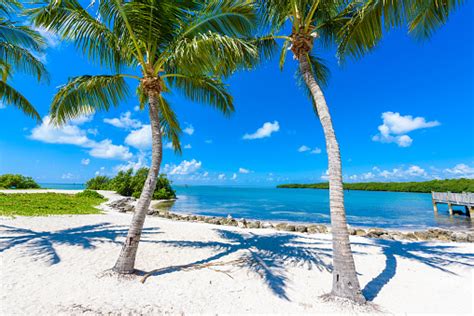 Sombrero Beach With Palm Trees On The Florida Keys Marathon Florida Usa