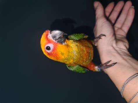 Rucno Hranjeni Papagaji Srednjih I Vecih Vrsta Ptice Olx Ba