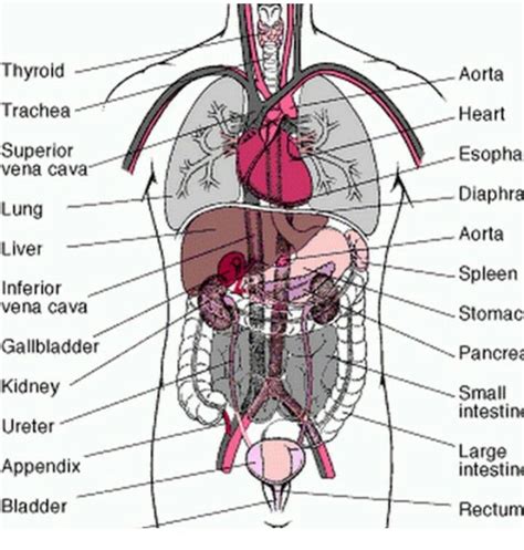 6 Organs In Torso Diagram Gastrointestinal System Poster 60x80cm