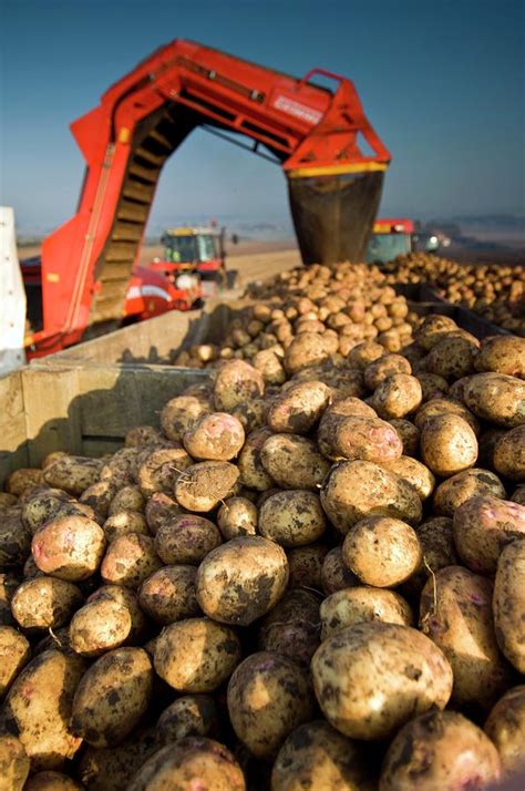Potato Harvest Photograph By Jim Varney Science Photo Library Fine Art America