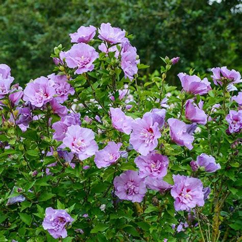 Hibiscus Lavender Chiffon® Yougarden