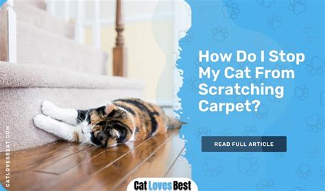 How Do I Stop My Cat From Scratching Carpet