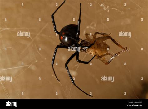 Latrodectus Mactans Fotos Und Bildmaterial In Hoher Auflösung Alamy