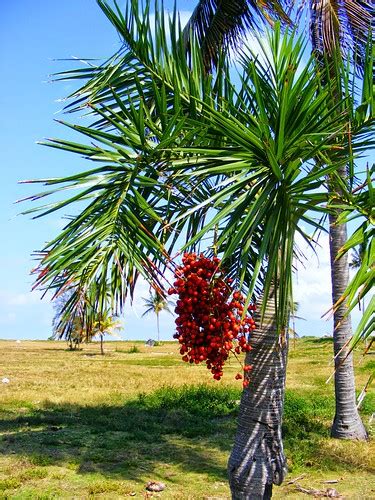 Palm Fruit Wikielaeisguineensis Pavlos Bernhard