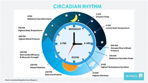 Circadian Rhythm And Your Health Naturopathic Doctor In Ottawa