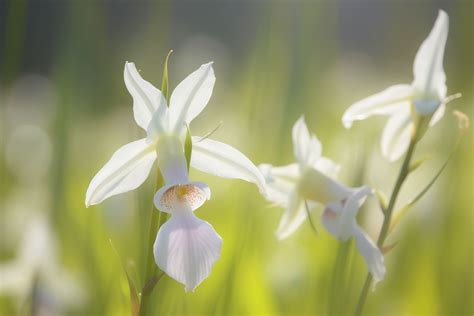 White Egret Orchid Flower Meaning Symbolism And Spiritual Significance