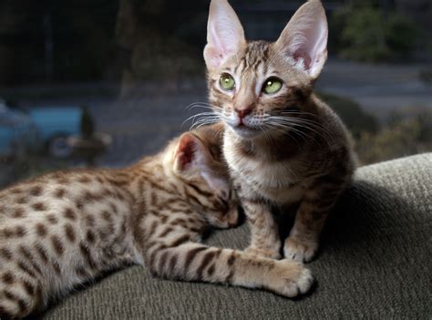Exotic Cat Breeds You Can Adopt Litter Robot