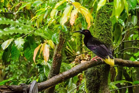 Papua New Guinea S Birds Of Paradise And Culture Naturetrek