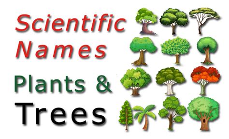 Scientific Names Common Plants And Trees