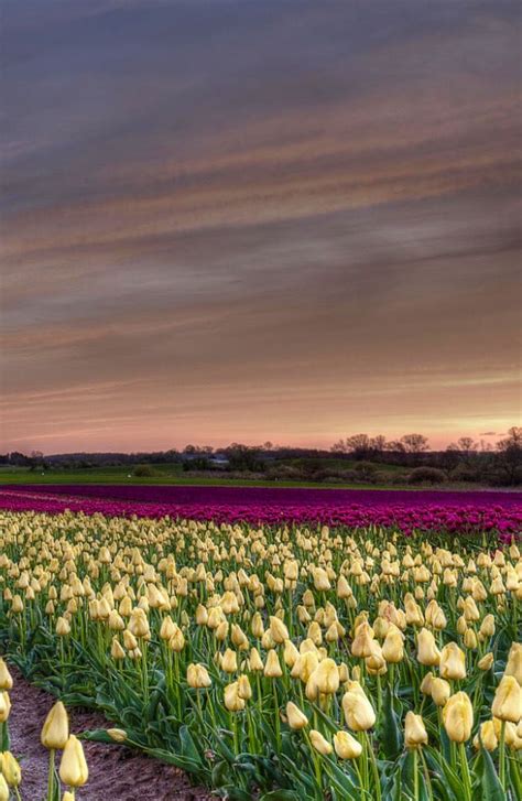 Field Of Tulips By Kim Schou Vesterborg Denmark Denmark Europe