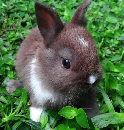 Pin By Shannon Ahern On Bunnies Baby Bunnies Pet Bunny Fluffy Animals