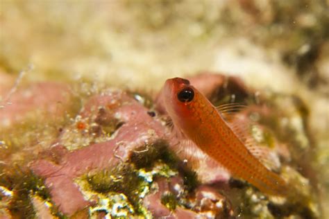 8 Smallest Fish In The World American Oceans