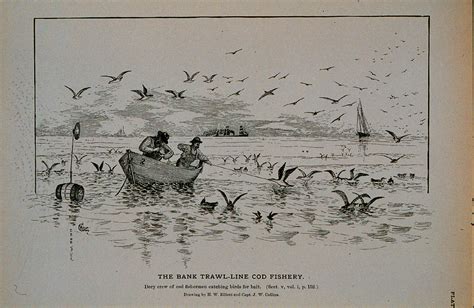 The Bank Trawl Line Cod Fishery Drawing By Brian Long Fine Art America