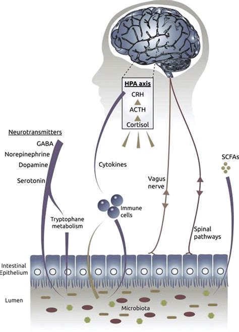 The Microbiome Gut Brain Axis In Health And Disease Gastroenterology