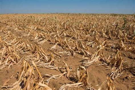 Zimbabwe Maize Harvest Could Fall By 53 Year On Year Wandile Sihlobo