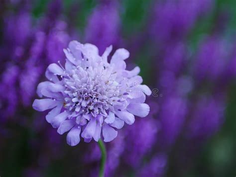 Pale Purple Pincushion Flower Stock Photo Image Of Closeup Scabious