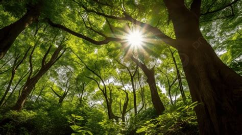 Beautiful Sunlight Shines Through A Tree Filled With Foliage Background