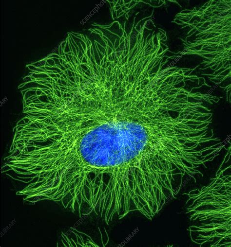 Cell microtubules, light micrograph - Stock Image - G450/0120 - Science 