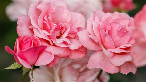 Closeup Pink Rose Photo In A Blur Background 4k Hd Flowers