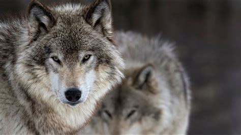 Idaho Wolf Population Is Estimated At 1000 Animals