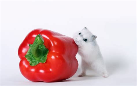 742739 Rodents Mice Bell Pepper Rare Gallery Hd Wallpapers