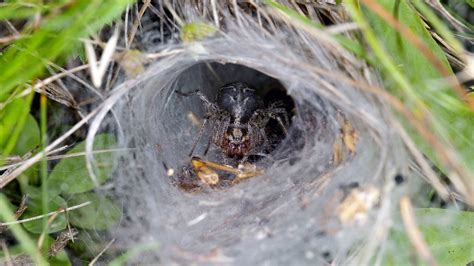 Diese große vogelspinne brütet leicht in gefangenschaft und gilt als fügsam. Horror auf acht Beinen: Die gruseligsten Spinnen der Welt ...