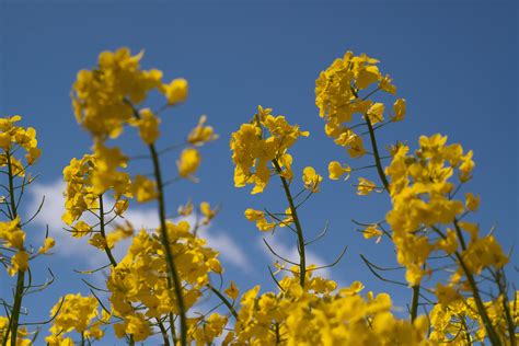 Free Download Hd Wallpaper Rape Blossom Oilseed Rape Yellow Field