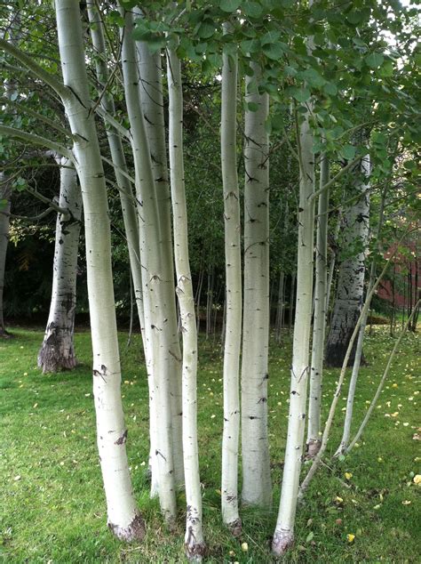 European White Birch National Tree Of Finland They Are Beautiful