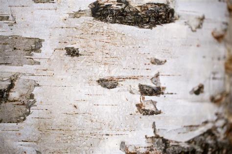 Birch Tree Bark Closeup Stock Image Image Of Natural 116887545