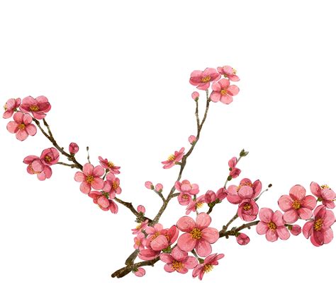 Cherry Blossom Branch Drawing Free Download On Clipartmag