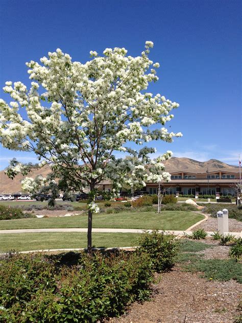 A Tree With White Flowers In Front Of A Building
