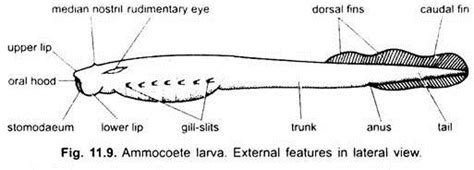 Anatomy Of Lamprey With Diagram Vertebrates Chordata Zoology