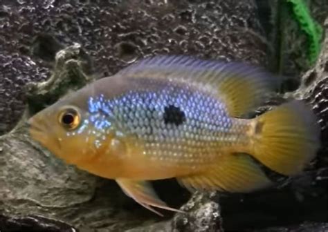 Caquetaia Spectabilis The Only Basketmouth Cichlid Guide Youll Ever Need
