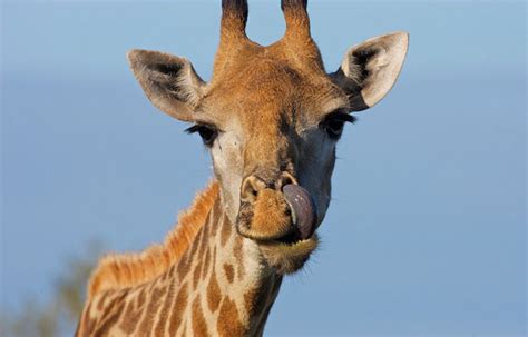 Home > facts > animals facts. 10 Giraffe Facts! | National Geographic Kids