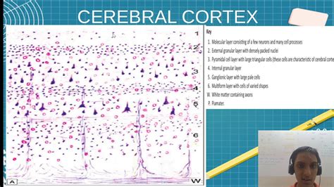 Mbbs An641 Spinal Cord Cerebral And Cerebellar Cortex Histology