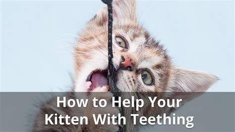 Sometimes the body fur may be so fine as to be barely visible. Kitten Teething: When Do They Start And Stop, And How To ...