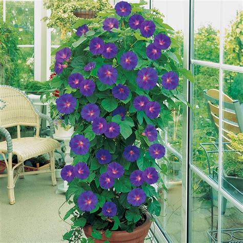How To Grow Morning Glory In Pots Balcony Garden Web
