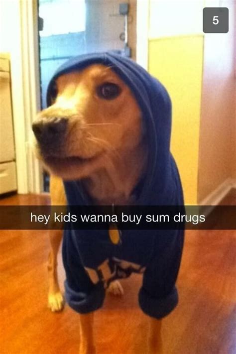 This Dogs Turn To The Dark Side Funny Snapchat Pictures Funniest