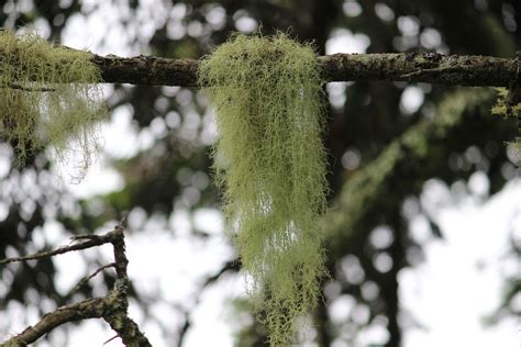 Dangling Moss On Tree Branch Tree Branches Plants Tree