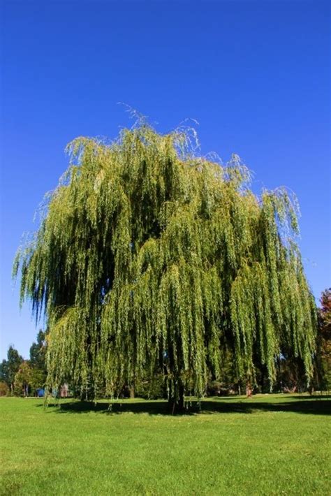 This means with every storm they are going to be breaking in the wind with from a why grow this tree that is so short lived and needs water in a world where there is less and less water? Trees, Back to and Weeping willow on Pinterest