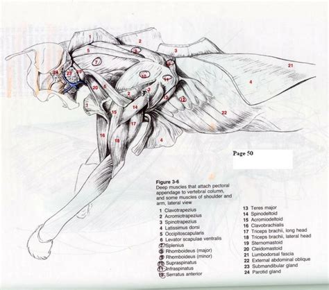 Artists beginning to use anatomy as a guide for their figures often start by drawing the body in anatomical layers. Deep Muscles of Chest and Shoulder of a Cat | Cat anatomy ...