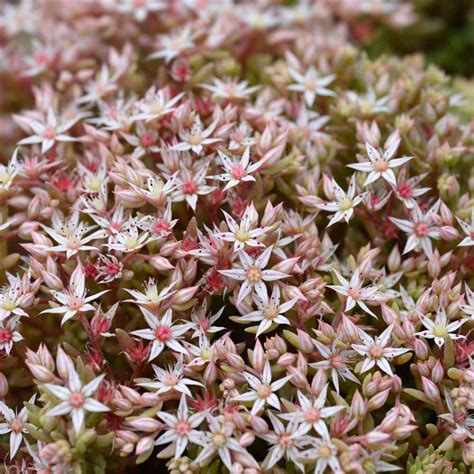 Plantas Semillas Y Bulbos Casa Y Jardín Perennes 70 Semillas Sedum