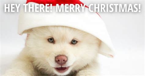 20 Best Christmas Dog Memes The Internet Has Ever Seen