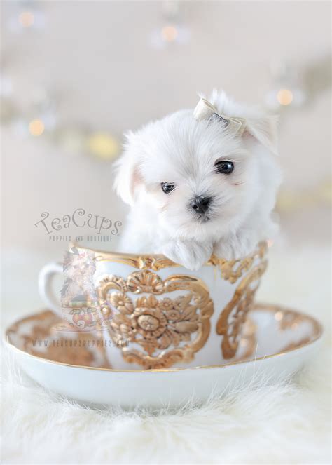 Your Dream Maltese Puppy Is Here Teacups Puppies And Boutique